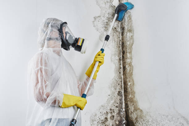 Best Fast Mold Removal  in Hasley Nyon, CA