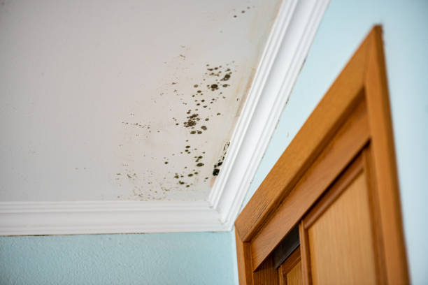 Best Certified Mold Removal  in Hasley Nyon, CA