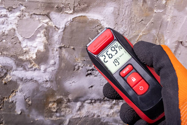 Best Mold Removal Company Near Me  in Hasley Nyon, CA