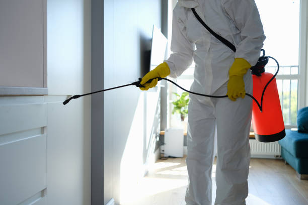 Best Residential Mold Removal  in Hasley Nyon, CA