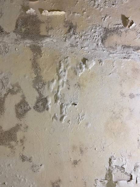 Best Mold Cleaning Services  in Hasley Nyon, CA
