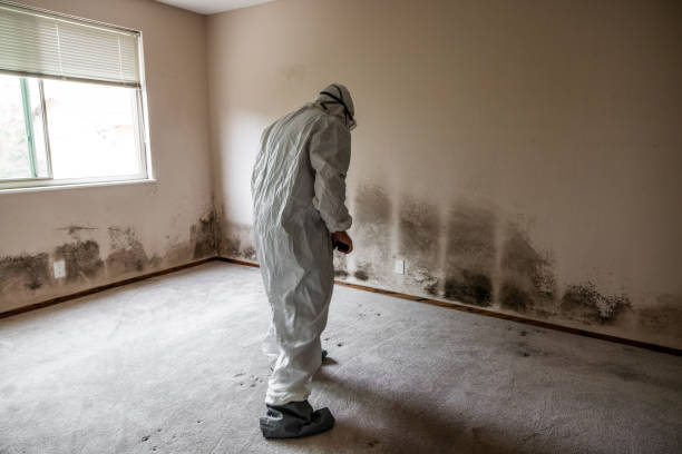Best Fast Mold Removal  in Hasley Nyon, CA