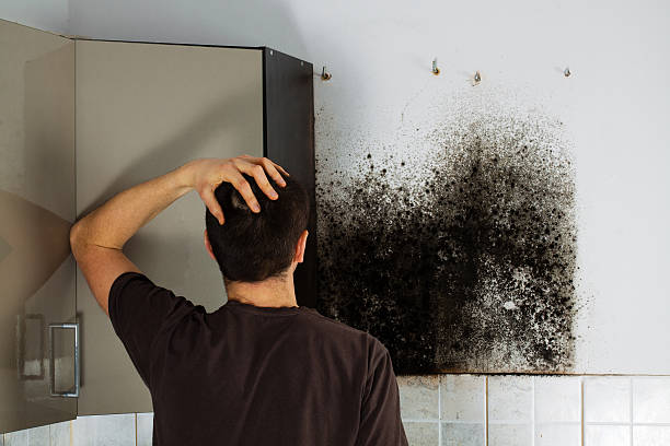 Best Professional Mold Removal  in Hasley Nyon, CA