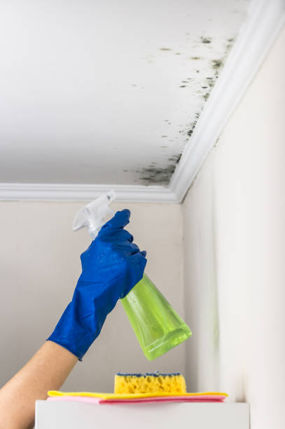 Best Toxic Mold Removal  in Hasley Nyon, CA