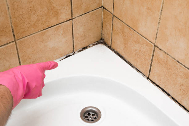 Best Mold Removal Near Me  in Hasley Nyon, CA