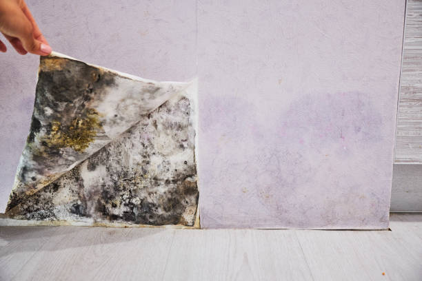 Water Damage Restoration in Hasley Canyon, CA